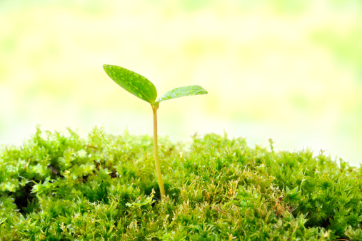 small business small business outlook