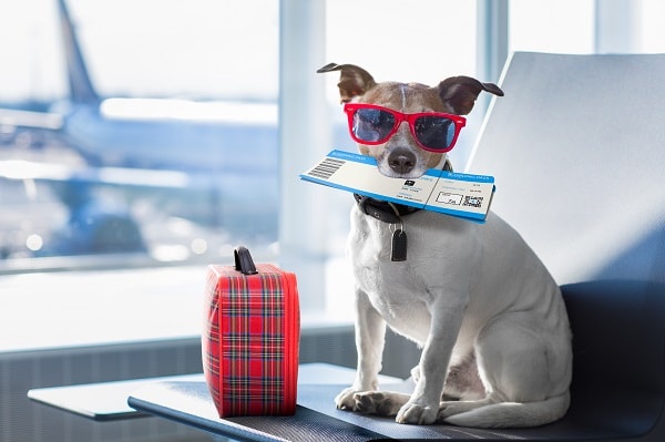 dog in airport cute ThinkstockPhotos-667787320-min pets