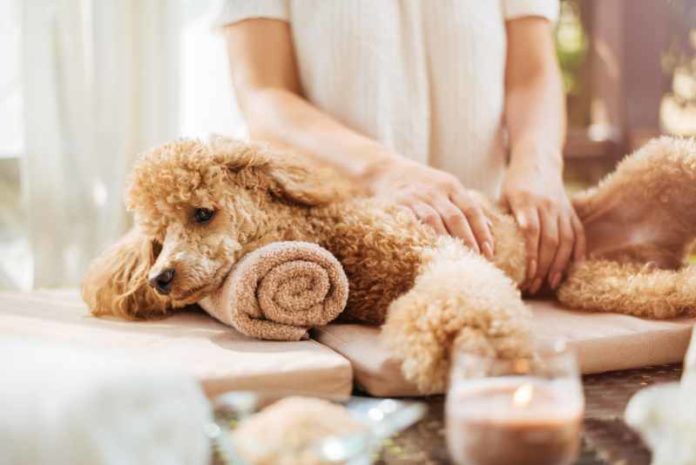 shutterstock_1141813637 (1) pets
